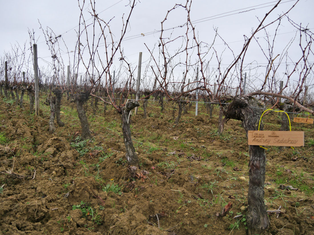 Виноградник на урожай